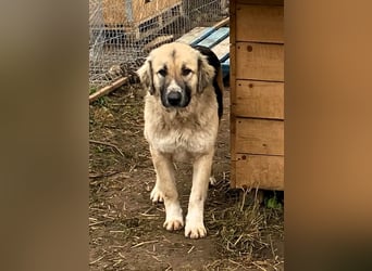 Linda – Zuhause gesucht für ein besonders liebes Mädchen