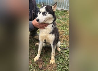 Husky-Mix „Skadi“ - nordische Schönheit mit eisblauen Augen