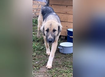 Linda – Zuhause gesucht für ein besonders liebes Mädchen