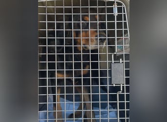 Ein gaaaanz besonders großer Schatz ist „MINKA“ Ein gaaaanz besonders großer Schatz ist „MINKA“