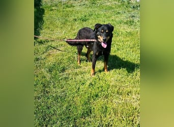 Seelenhund Sami - sucht ein Zuhause auf Lebzeit