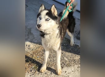Husky-Mix „Samba“ - nordische Schönheit mit blauen Augen