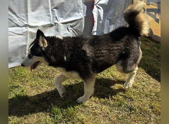 Husky-Mix „Skadi“ - nordische Schönheit mit eisblauen Augen