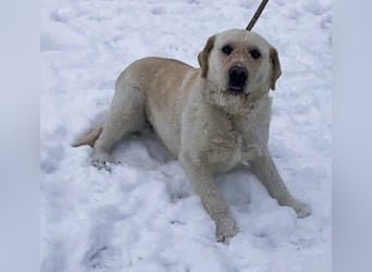 Labbi Mix „TOM“ voller Lebensfreude und Freundlichkeit