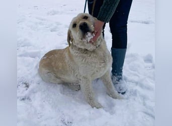 Labbi Mix „TOM“ voller Lebensfreude und Freundlichkeit