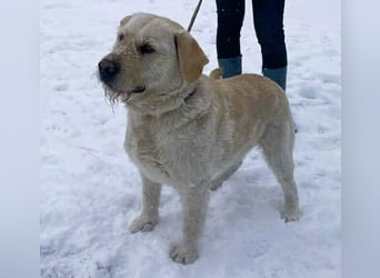 Labbi Mix „TOM“ voller Lebensfreude und Freundlichkeit
