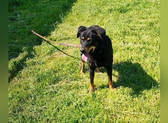 Seelenhund Sami - sucht ein Zuhause auf Lebzeit