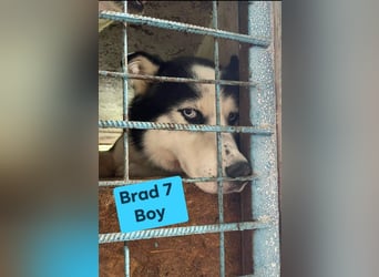 Husky-Mix „Samba“ - nordische Schönheit mit blauen Augen