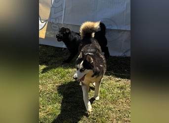 Husky-Mix „Skadi“ - nordische Schönheit mit eisblauen Augen