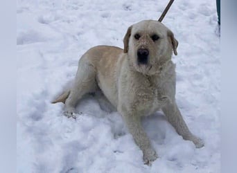 Labbi Mix „TOM“ voller Lebensfreude und Freundlichkeit
