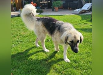 Für-immer-Zuhause ❤️gesucht für LINDA - wartet in PLZ 90596