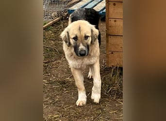 Linda – Zuhause gesucht für ein besonders liebes Mädchen