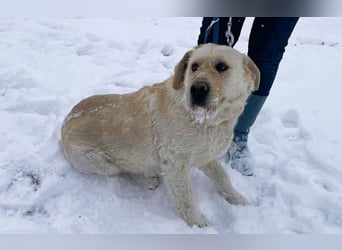 Labbi Mix „TOM“ voller Lebensfreude und Freundlichkeit