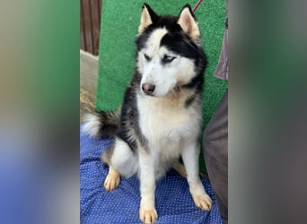 Husky-Mix „Samba“ - nordische Schönheit mit blauen Augen