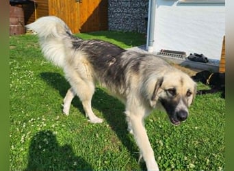 Für-immer-Zuhause ❤️gesucht für LINDA - wartet in PLZ 90596
