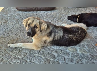 Für-immer-Zuhause ❤️gesucht für LINDA - wartet in PLZ 90596