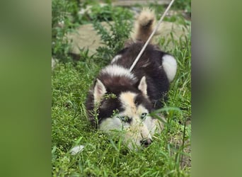 Husky-Mix „Samba“ - nordische Schönheit mit blauen Augen