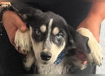 Hübsches Hundekind mit blauen Augen - das ist Lora