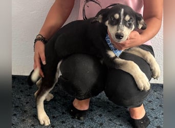 Hübsches Hundekind mit blauen Augen - das ist Lora