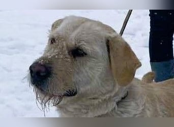 Labbi Mix „TOM“ voller Lebensfreude und Freundlichkeit