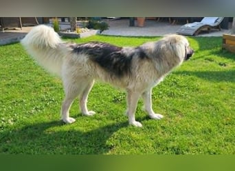 Für-immer-Zuhause ❤️gesucht für LINDA - wartet in PLZ 90596