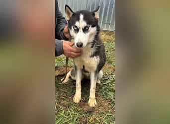 Husky-Mix „Skadi“ - nordische Schönheit mit eisblauen Augen