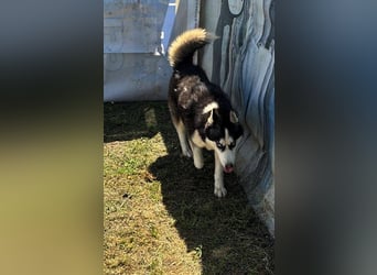 Husky-Mix „Skadi“ - nordische Schönheit mit eisblauen Augen