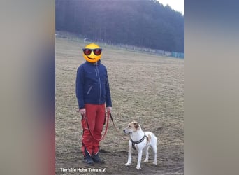 Ken, 5,5 Jahre, ca. 60 cm, ca. 29 kg sucht ein Fürimmerzuhause