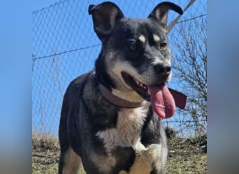 Kayana sucht Spiel und Spaß