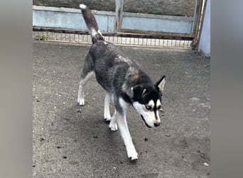 KAYA - HÜBSCHE HUSKYDAME