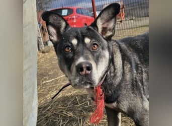 Kayana sucht Spiel und Spaß