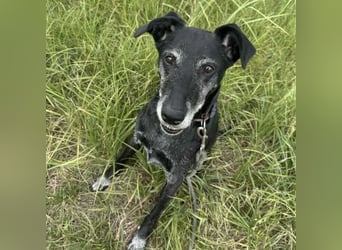 Missy sucht Geborgenheit