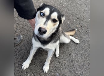 KAYA - HÜBSCHE HUSKYDAME