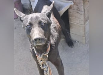 Zorro – Freiheit statt Kette