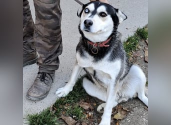 KAYA - HÜBSCHE HUSKYDAME