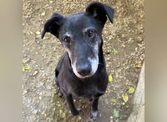 Missy sucht Geborgenheit