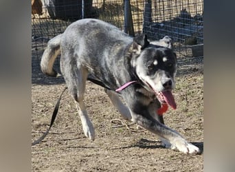 Kayana sucht Spiel und Spaß