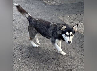 KAYA - HÜBSCHE HUSKYDAME