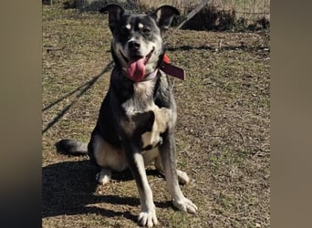 Kayana sucht Spiel und Spaß