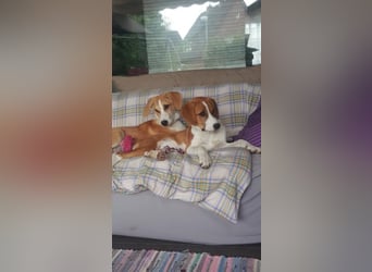 Welpe ZOEY sucht ihre Familie