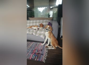 Welpe ZOEY sucht ihre Familie
