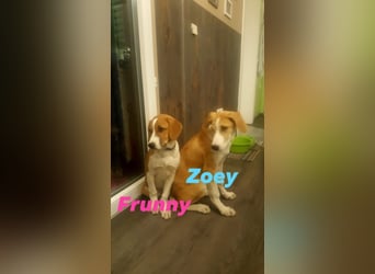 Welpe ZOEY sucht ihre Familie