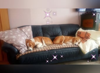 Welpe ZOEY sucht ihre Familie