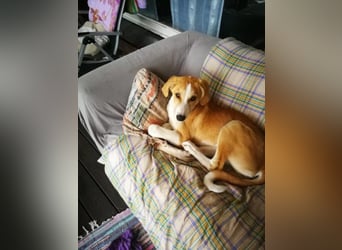 Welpe ZOEY sucht ihre Familie