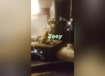 Welpe ZOEY sucht ihre Familie