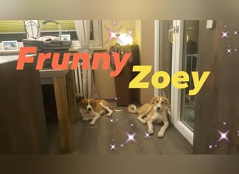 Welpe ZOEY sucht ihre Familie