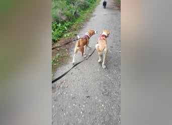 Welpe ZOEY sucht ihre Familie