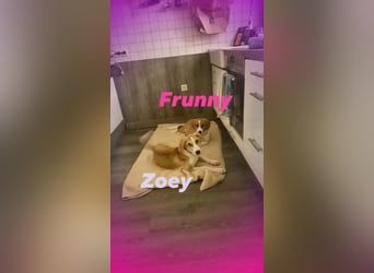 Welpe ZOEY sucht ihre Familie