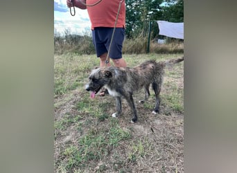 Freddy, geboren 01.09.2024, 54cm sucht sein seine Menschen