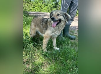 Ada, geb. 09/2022, 52 cm, sucht ihre Herzensmenschen